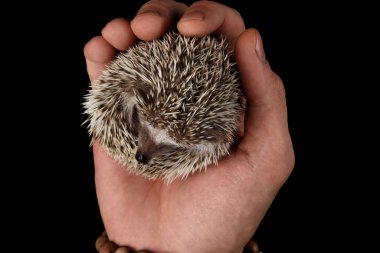 Insan eliyle küçük kirpi Kara Arkaplanda izole