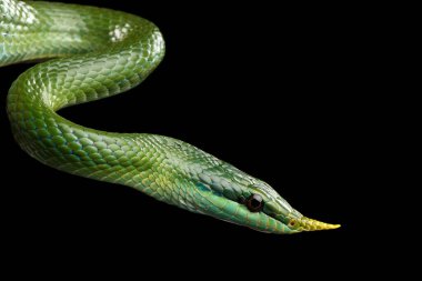 Green long nosed snake, Rhinoceros Ratsnake isolated on black background with reflection clipart