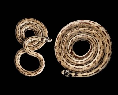 İki Doğu kral yılanı ya da sıradan kral yılanı, 80 numara Lampropeltis getula californiae, izole edilmiş siyah arkaplan
