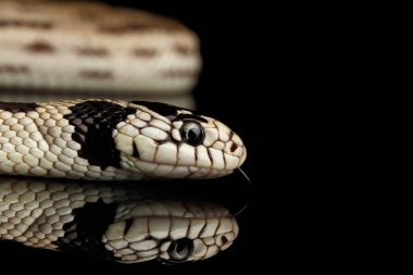 Doğu kral yılanı ya da sıradan kral yılan, Lampropeltis getula californiae, izole edilmiş siyah arkaplan