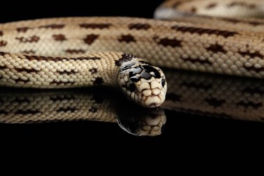 Doğu kral yılanı ya da sıradan kral yılan, Lampropeltis getula californiae, izole edilmiş siyah arkaplan