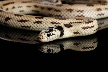 Doğu kral yılanı ya da sıradan kral yılan, Lampropeltis getula californiae, izole edilmiş siyah arkaplan