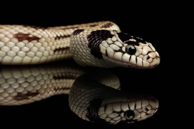 Doğu kral yılanı ya da sıradan kral yılan, Lampropeltis getula californiae, izole edilmiş siyah arkaplan