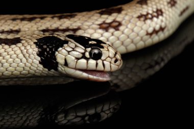 Doğu kral yılanı ya da sıradan kral yılan, Lampropeltis getula californiae, izole edilmiş siyah arkaplan