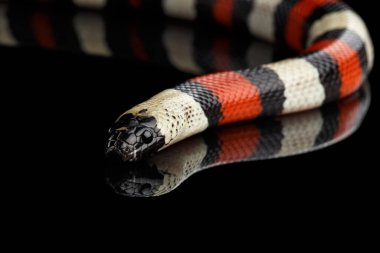 Campbell 'ın süt yılanı, Lampropeltis triangulum kampbelli, siyah arka planda yansımayla izole edilmiş.
