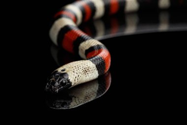 Campbell 'ın süt yılanı, Lampropeltis triangulum kampbelli, siyah arka planda yansımayla izole edilmiş.