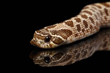 Yakın plan Batı Hognose Yılanı ve Heterodon Nasicus, siyah arkaplanda yansımayla izole edilmiş.