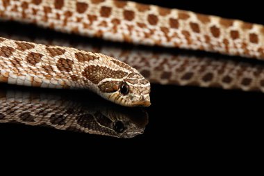 Yakın plan Batı Hognose Yılanı ve Heterodon Nasicus, siyah arkaplanda yansımayla izole edilmiş.
