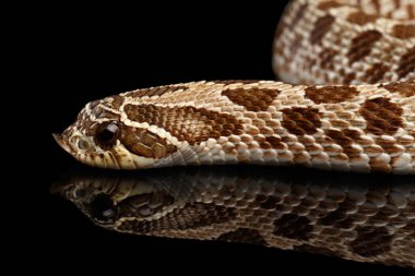 Yakın plan Batı Hognose Yılanı ve Heterodon Nasicus, siyah arkaplanda yansımayla izole edilmiş.