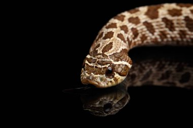 Yakın plan Batı Hognose Yılanı ve Heterodon Nasicus, siyah arkaplanda yansımayla izole edilmiş.