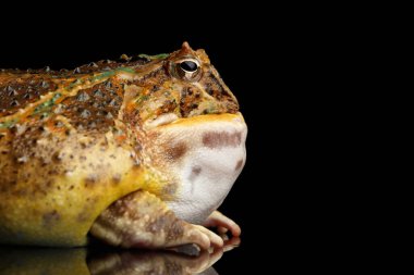 Arjantin Boynuzlu Kurbağası ya da Pac-man, Ceratophrys ornata siyah arka planda yansımayla izole edilmiş.