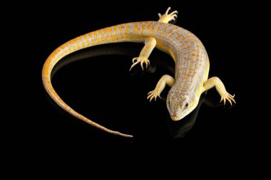 Schneider's skink, eumeces schneideri on isolated black background with reflection, wild reptile clipart