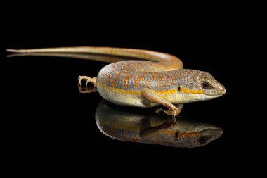 Schneider 'in cilt bakım ürünleri, yalıtılmış siyah arkaplan, vahşi sürüngen...