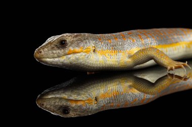 Schneider 'in cilt bakım ürünleri, yalıtılmış siyah arkaplan, vahşi sürüngen...