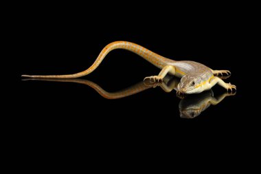 Schneider 'in cilt bakım ürünleri, yalıtılmış siyah arkaplan, vahşi sürüngen...