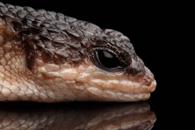 Kapalı kahverengi cilt, tropidophorus baconi izole edilmiş siyah arkaplan yansımalı, vahşi sürüngen