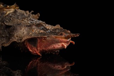 Mata mata Turtle, Chelus fimbriata izole edilmiş Kara Arkaplan üzerine