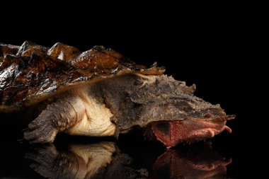 Mata mata Turtle, Chelus fimbriata izole edilmiş Kara Arkaplan üzerine