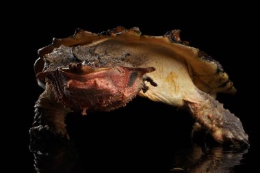 Mata mata Turtle, Chelus fimbriata izole edilmiş Kara Arkaplan üzerine