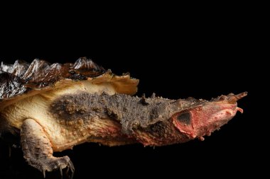 Mata mata Turtle, Chelus fimbriata izole edilmiş Kara Arkaplan üzerine