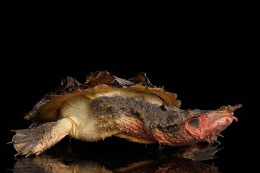 Mata mata Turtle, Chelus fimbriata izole edilmiş Kara Arkaplan üzerine