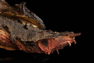 Mata mata Turtle, Chelus fimbriata izole edilmiş Kara Arkaplan üzerine