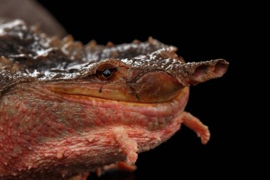 Mata mata Turtle, Chelus fimbriata izole edilmiş Kara Arkaplan üzerine