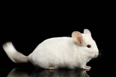 İzole edilmiş siyah arka planda beyaz çinçilla. yan görünüm