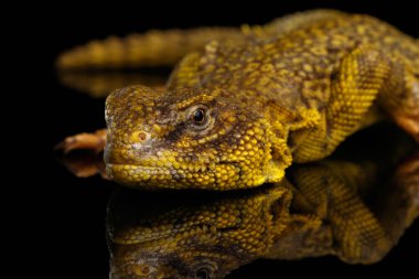 İzole edilmiş siyah yansıtıcı arka planda sarı Uromastyx Kertenkelesi