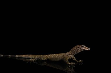 Varanus rudicollis izole edilmiş Siyah Arkaplanda