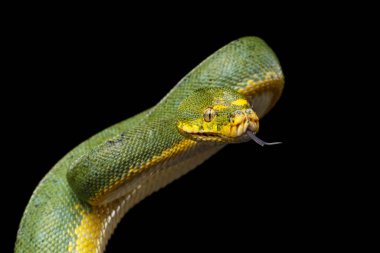 Yakın plan Yeşil Ağaç Piton Yılanı Saldırıda. Morelia Viridis. İzole edilmiş siyah arkaplan