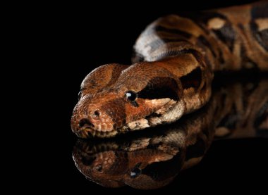 Yılan Boa yılanlarının başı, siyah arkaplanda izole edilmiş.