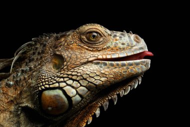 Yeşil Iguana 'nın yakın plan başkanı korkutucu ve Kara Arkaplan' da izole edilmiş dili yükselten