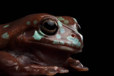 Yakın plan Avustralya yeşil ağaç kurbağası gözleri, ya da Litoria caerulea siyah arkaplanda izole edilmiş yansıma, üst görünüm