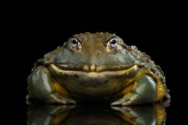 Afrika kurbağası Pyxicephalus adspersus Kurbağa Kara Arkaplan 'da yansıma ve ön görüş ile izole edilmiştir.