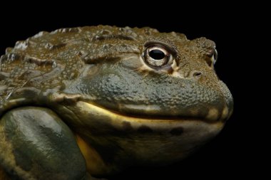 Yakın plan Afrika boğa kurbağası Pyxicephalus adspersus Kara Arkaplanda yansıma ve yan görüş ile izole edilmiş kurbağa