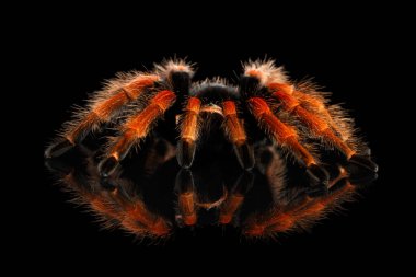 Yakın çekim Büyük kıllı Tarantula Theraphosidae Yansıma ile Kara Arkaplan izole