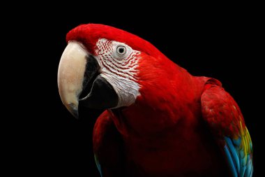 Yeşil kanatlı papağanın yakın plan komik portresi, Ara kloropterası, siyah arka planda izole edilmiş. Papağanlar Orta ve Güney Amerika 'da yaşar.