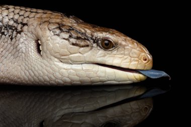 Yakın plan Doğu Mavi dilli Skink, Tiliqua skaloidleri, dilinin siyah arka planda yansıması, profil görüşü ile izole edilmiş olduğunu gösteriyor.