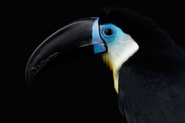 Kanal gagalı Toucan, Ramphastos vitellinus, Siyah Arkaplanda izole edilmiş büyük gagalı kuşun portresi