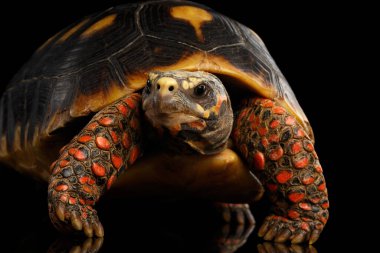Close-up of Red-footed tortoises, Chelonoidis carbonaria, Isolated black background with reflection, front view on funny pose clipart