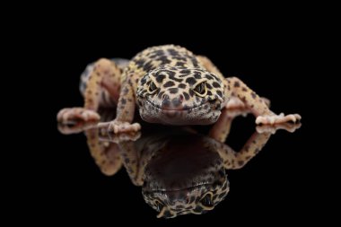 Leopar Gecko Eublepharis macularius Kara Arkaplanı yansıtmalı olarak izole etti.