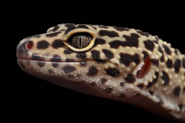Leopar Gecko EublePharis macularius 'un yakın plan başkanı Kara Arka plan, Gözler