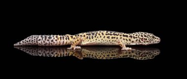 Leopar Gecko Eublepharis macularius, Kara Arkaplanı yansıtmalı olarak izole etti.