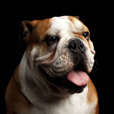 İngiliz buldog cinsinin yakın plan portresi, izole edilmiş siyah arka planda beyaz ve kırmızı renk.