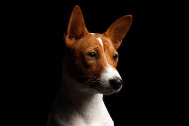 Kırmızı Basenji Köpeğiyle Yakın plan Komik Portre Beyaz, Siyah Arka plan Profil Görünümü