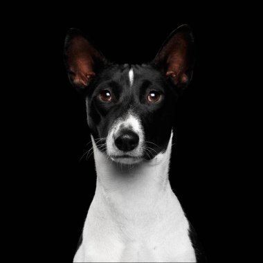 Siyah Basenji Köpeği ile yakın plan Komik Portre Siyah Arkaplan 'da kameraya bakıyor.