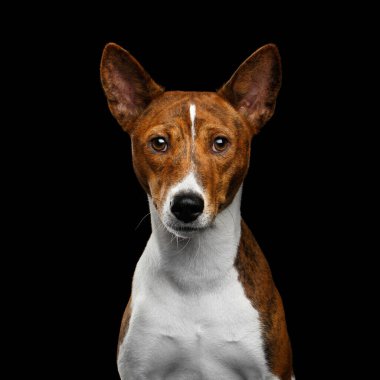 Yakından İnsanlık Portresi Beyaz ve Kırmızı Basenji Köpeği Bekliyor İzole edilmiş Siyah Arkaplan, Yazı Tipi Görünümü