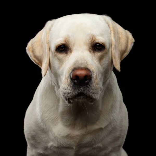 米色拉布拉多猎犬的特写镜头 它有悲伤的脸 眼前是孤立的黑色背景 — 图库照片