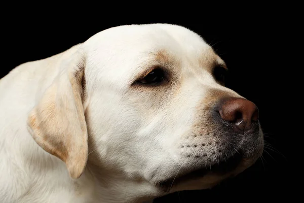 米色拉布拉多猎犬的特写镜头 它有悲伤的脸 眼前是孤立的黑色背景 — 图库照片
